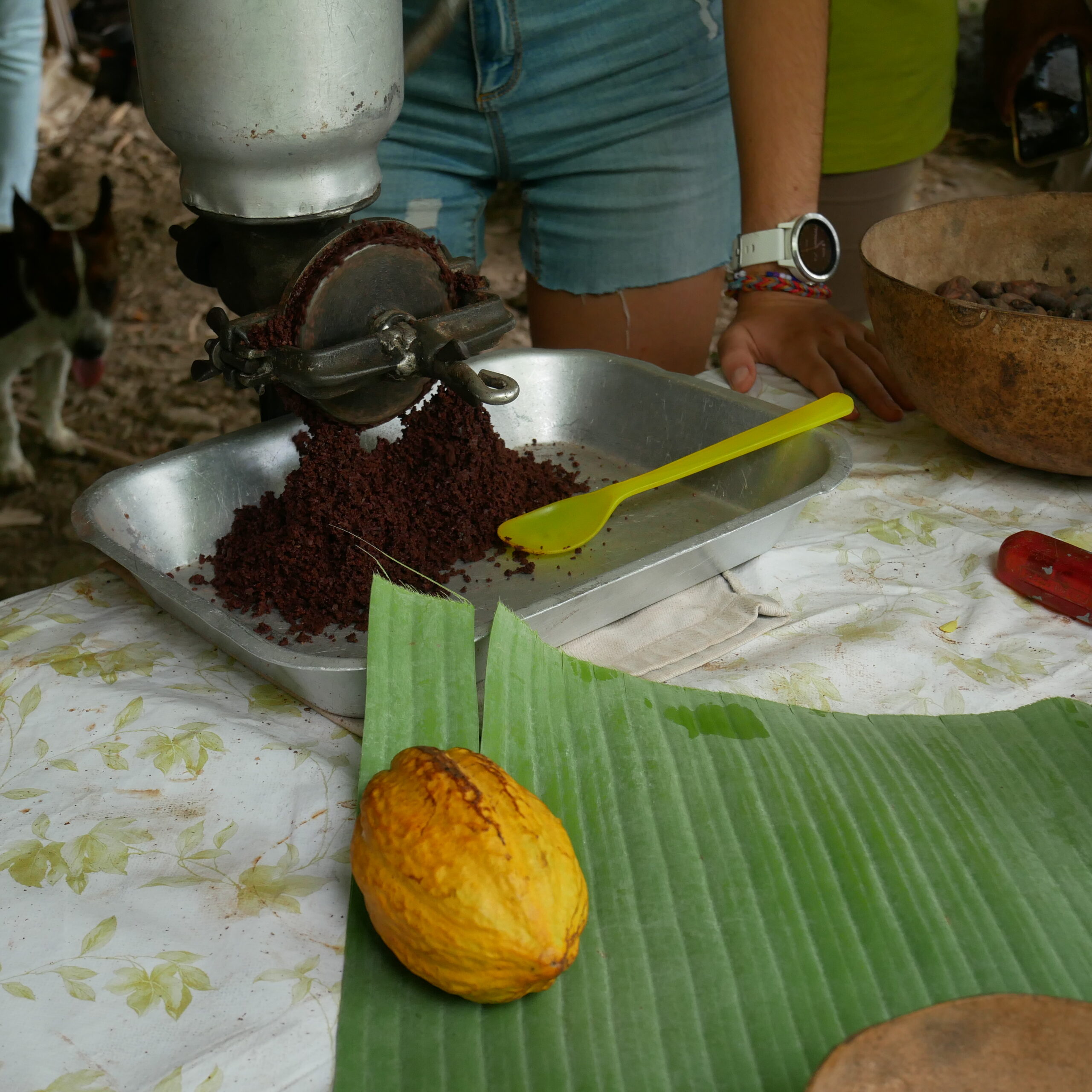 Exploitation Valcaco (meilleur chocolat au monde 2024)